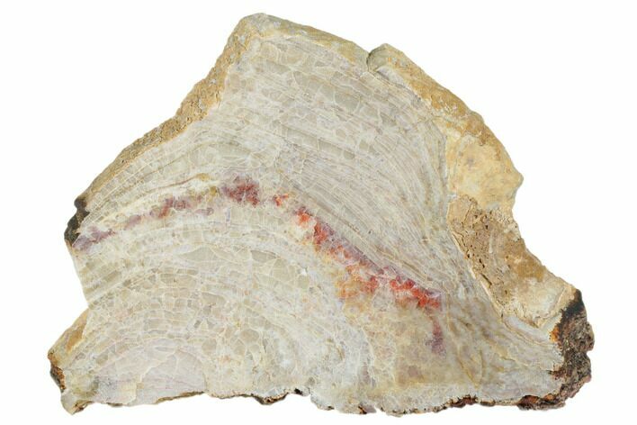 Polished Neoarchean Stromatolite Fossil - Western Australia #180040